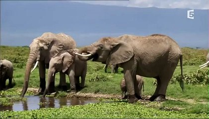 Echo and the elephants of Amboseli - E008