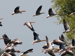 LAJSO - Ptica za jug (2011)