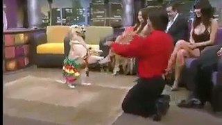 Amazing dog and man couple dance