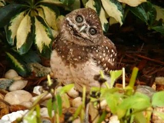 Burrowing Owl Slideshow