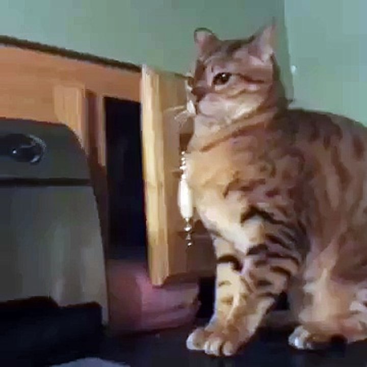 Naughty Cats