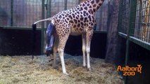 En girafkalv fødes i Aalborg Zoo / Giraffe giving birth at Aalborg Zoo