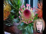 South Africa Botanical Gardens -- Kirstenbosch Gardens Cape Town [Boomer and Senior Travel TV #68]