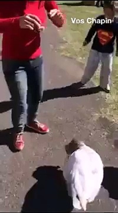 Must see - Duck hit a girl at shameful place