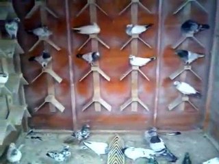 PakHighFlyers Young Birds 2