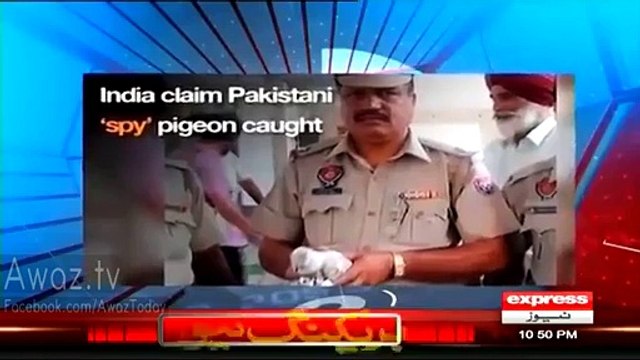 Ahmed Qureshi Classic Chitrol Of Indians On Saying ‘We Caught Pakistani Spy Pigeon’