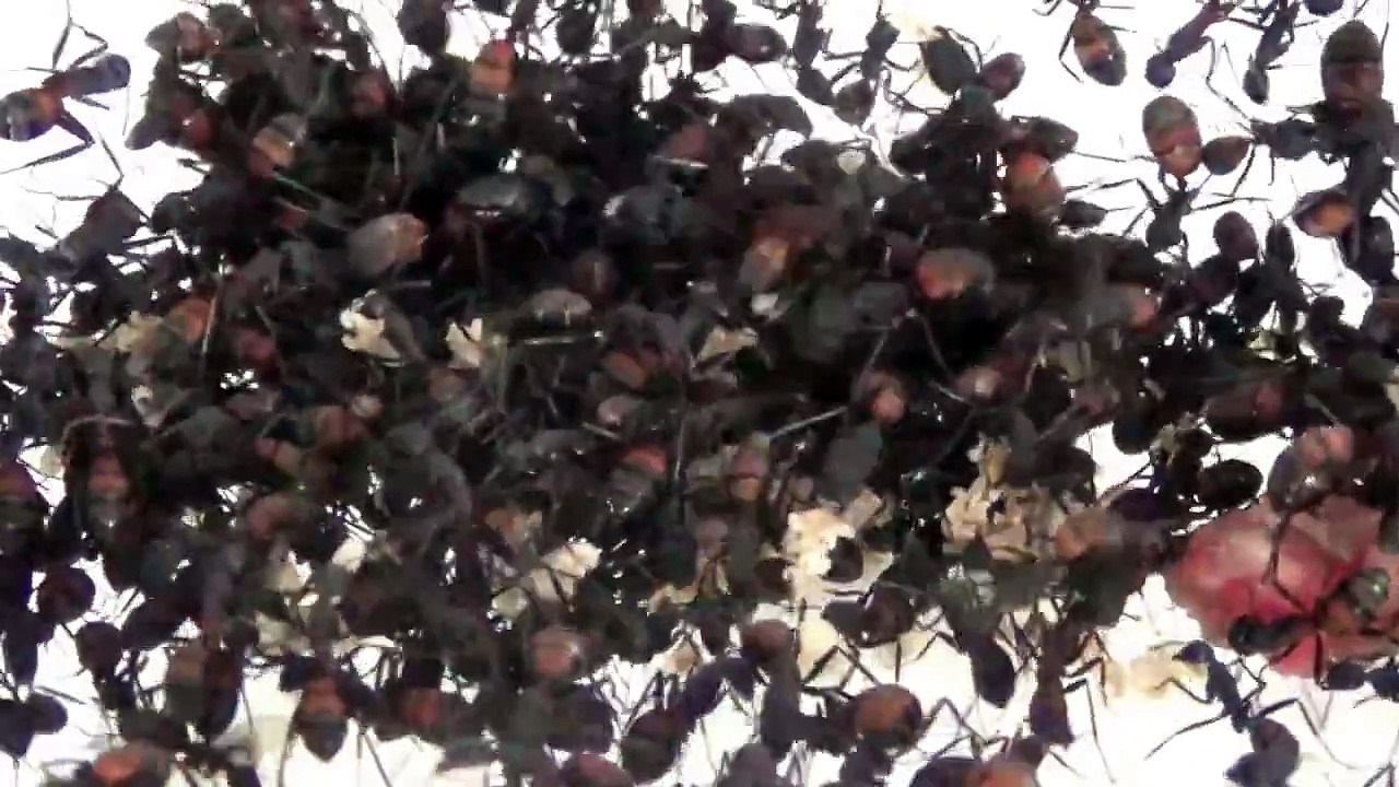 08 10 2014 Camponotus cruentatus