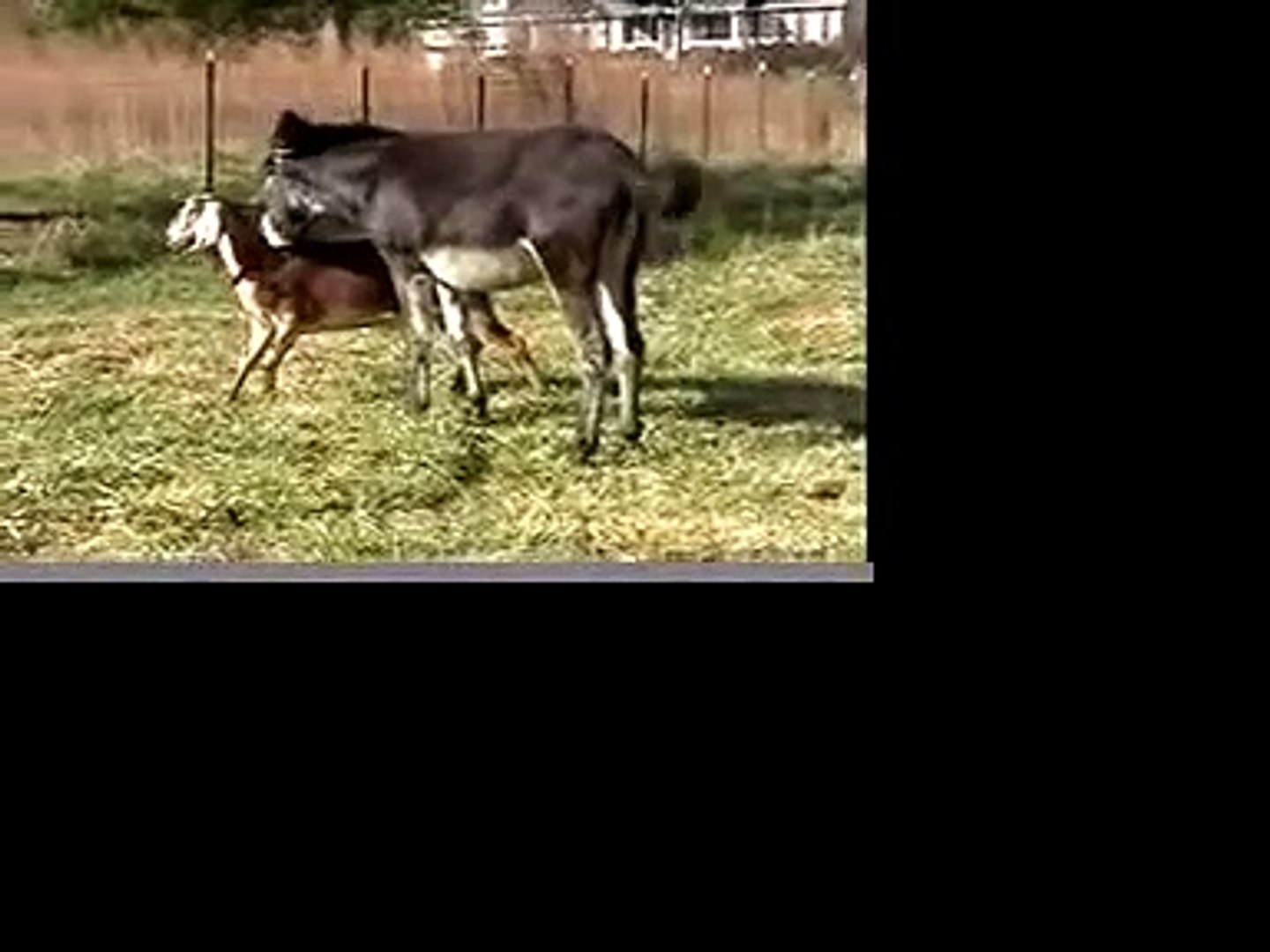 Donkey Goat Love