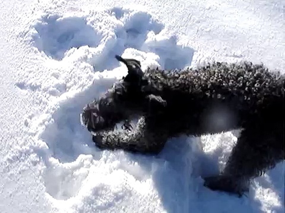 Axl in snow