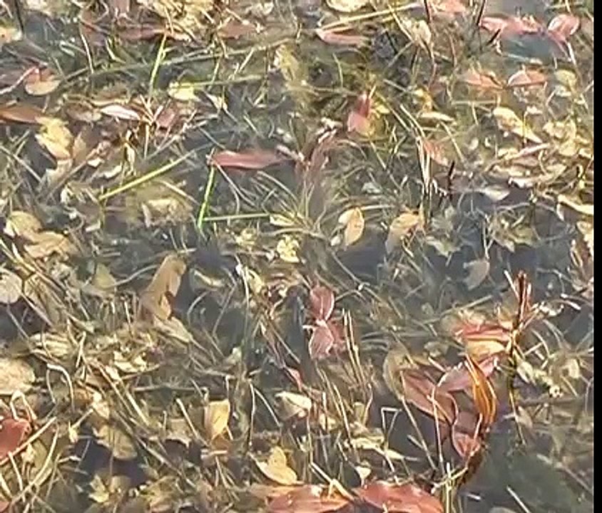 What Great Crested Newts do in Spring