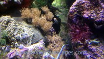 200 Gallon Reef Tank and 34 Gallon Planted Aquarium with sand waterfall livingaquascapes.com