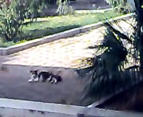 gazza ladra picchia gatto