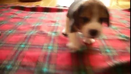 beagle pups : day 24 it bites