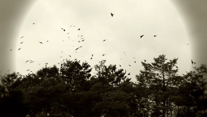 Celtic Dreams - DM Kruger - Astral Kings