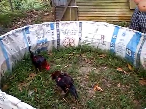 sisik seribu (local) vs shamo thai