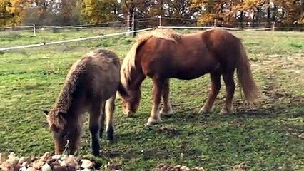 PARCS D HIVER JUMENTS ET POULAINS  ISLANDAIS-DOMAINE DE RABREUX-129
