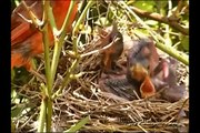 Some Cardinal Chicks Being Fed