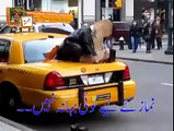 امریکہ میں ایک پاکستانی ٹیکسی ڈرائیور نے سب کو حیران...-