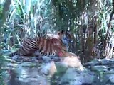 Siberian tiger just chilling.