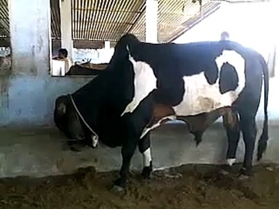 Cow Cattle Farm Karachi 2015