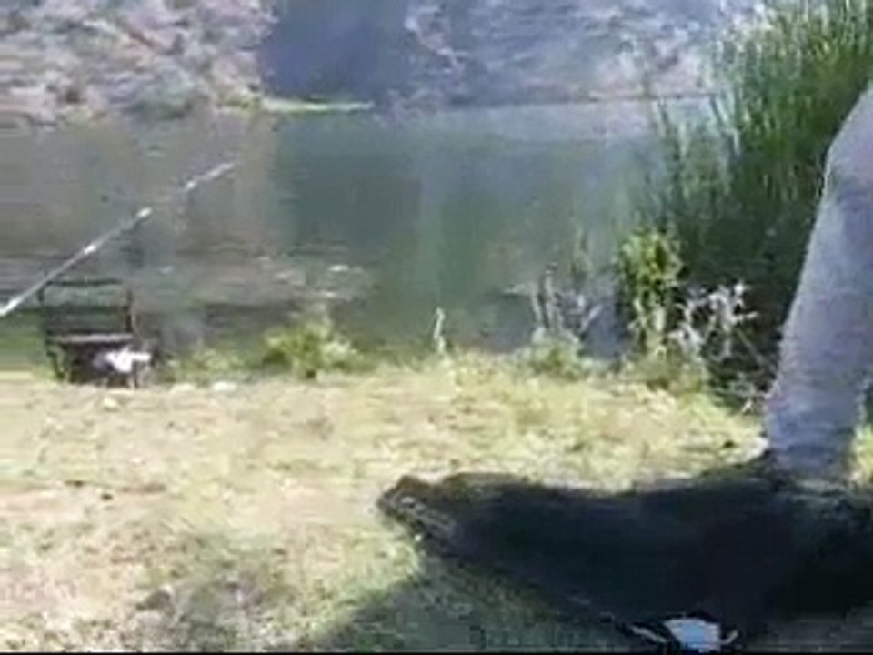 yenice barajı sazan avı(Eskişehir)