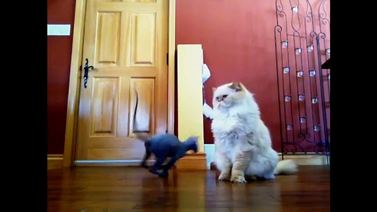 Crazy Sphynx Cat