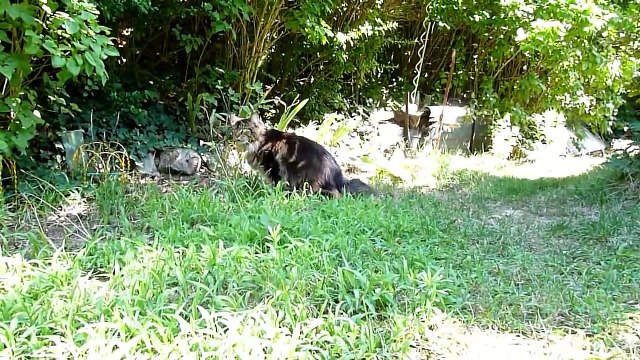 Wendy et Buffy chats Maine Coon