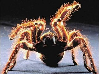 Goliath Bird Eating Tarantula Slideshow