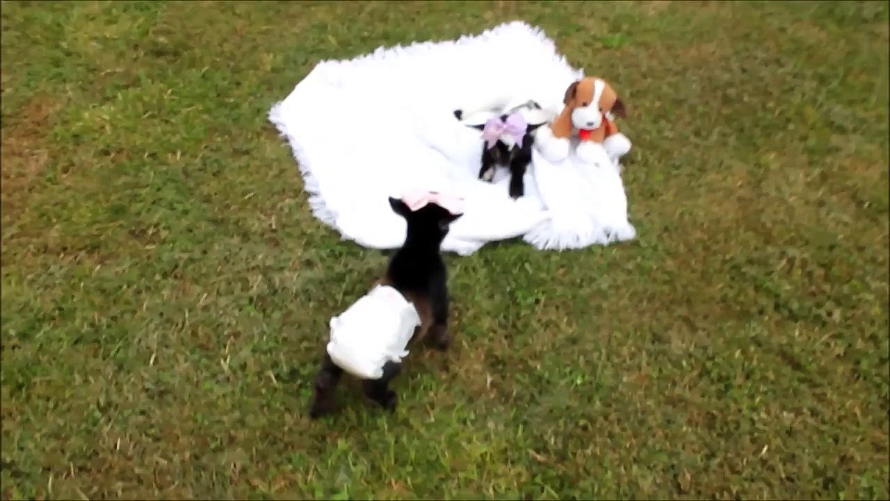 Newborn Goats Try on Some Diapers