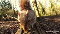 A Lovely Bit of Squirrel - Funny Videos For Cats To Watch