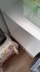 muhabbet kuşumun sorunu