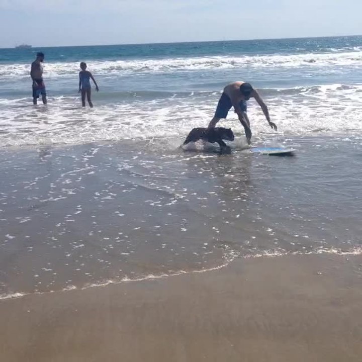 Wakeboarding Bulldog demonstrates impressive skills