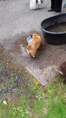 Puppies battle for digging rights