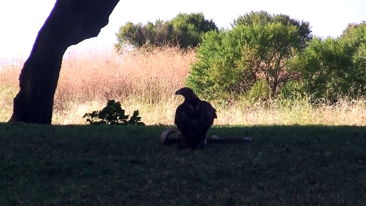 World's Deadliest - Eagle vs Snake