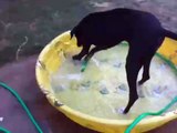 Great Dane hates the garden hose in her pool
