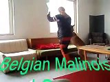 Belgian Malinois and German Shepherd