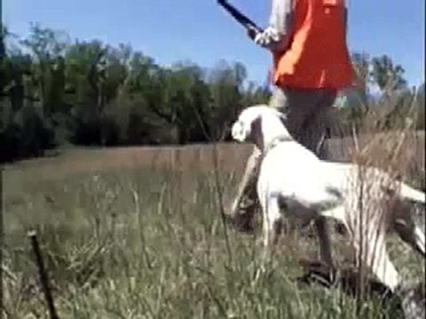 Pointing dogs in Action Sample