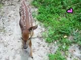 Pumpkin the goat raises Deery the orphaned deer fawn.