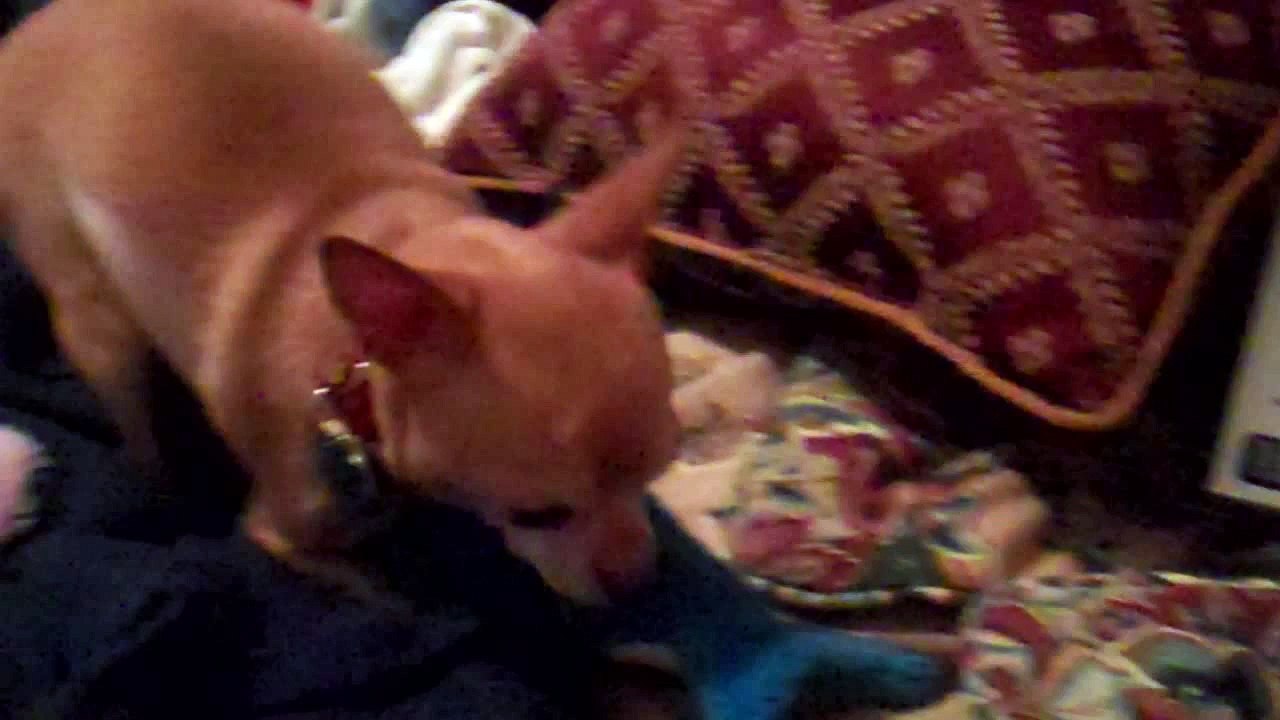 Cute Humping Dog