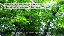 (Azeri sub.) Relict trees of the Hyrcanian Forests in the Talysh Mountains of Azerbaijan
