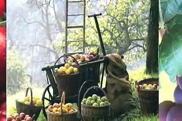 ATAFORMA = Moldes y accesorios para la elaboración de Paletas de Hielo (Español)