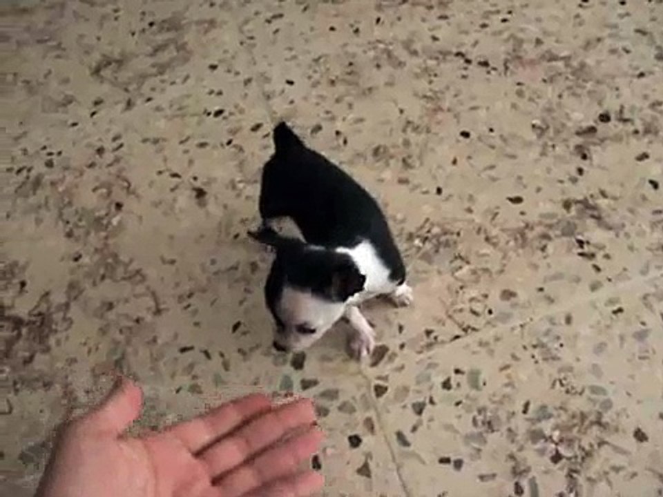 Beautiful black and white Chihuahua puppy