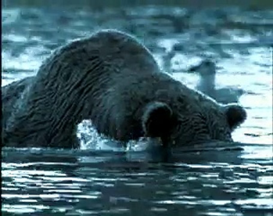 How to Fish with Bears