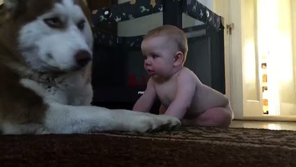 Un husky adorable avec ce bébé