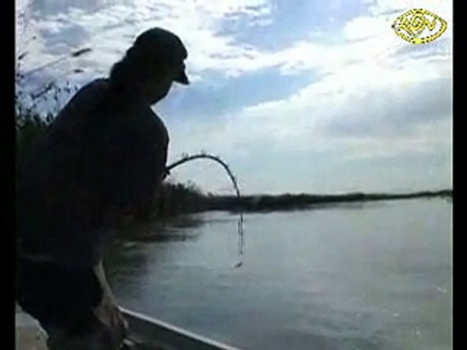 Huge Catfish