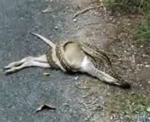 I Took This Clip Frm Ma Mob