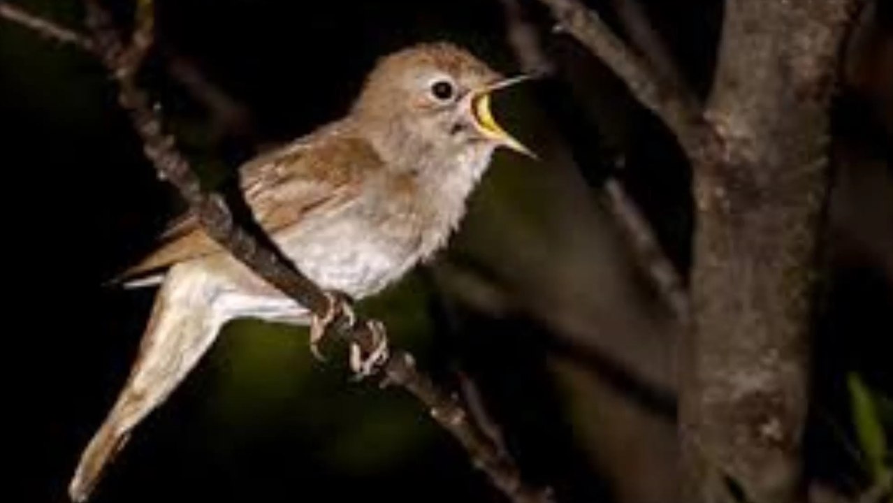 Birch Book - Song Of The Nightingale