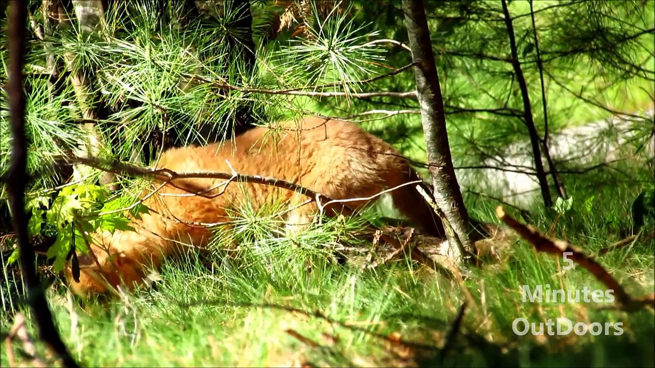 Close encounter outdoors with a  wild Fox pup