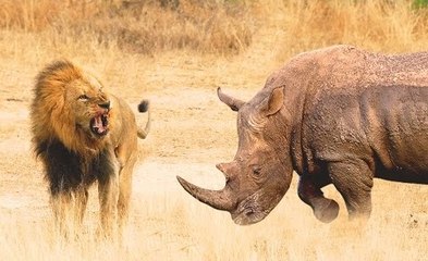 Gergedan Aslan Sürüsünü Kovaladı