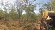 Cattle Muster - Working dogs mustering cattle in Australia - www.outbackworkingdogs.com
